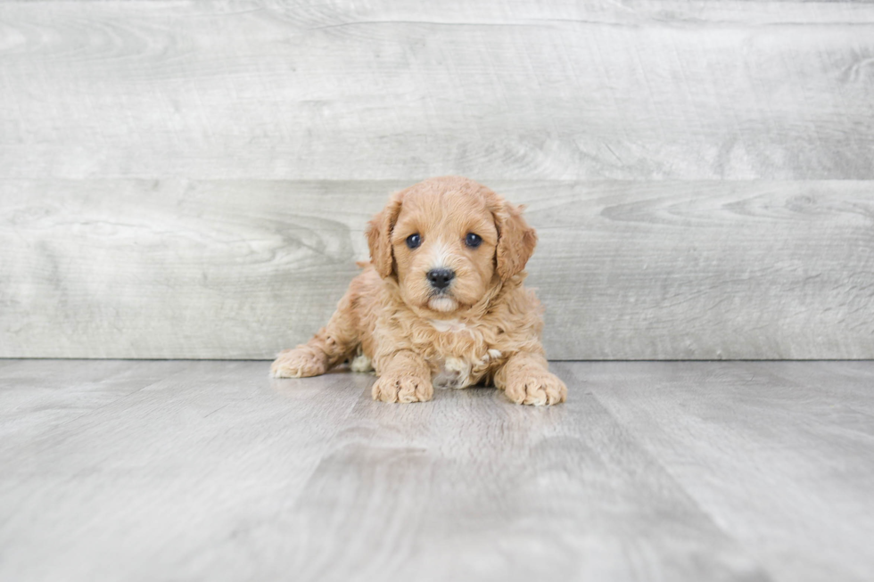 Small Cavapoo Baby