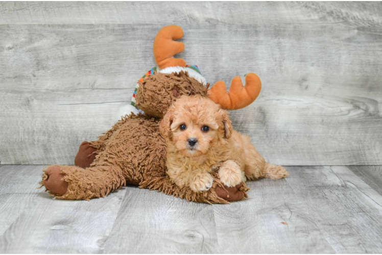 Cavapoo Pup Being Cute