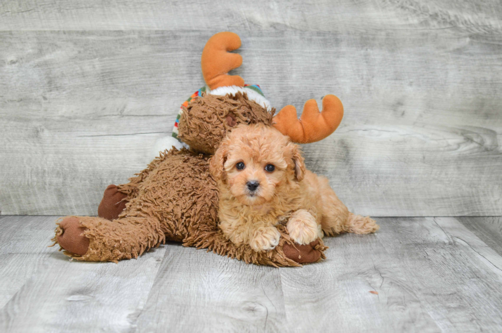 Cavapoo Pup Being Cute