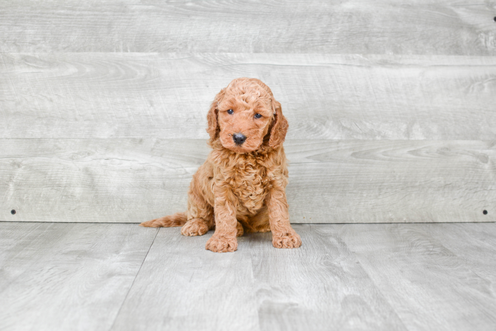 Mini Goldendoodle Pup Being Cute