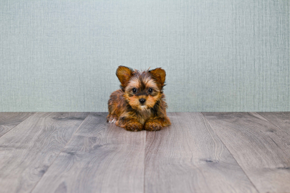 Fluffy Shorkie Designer Pup