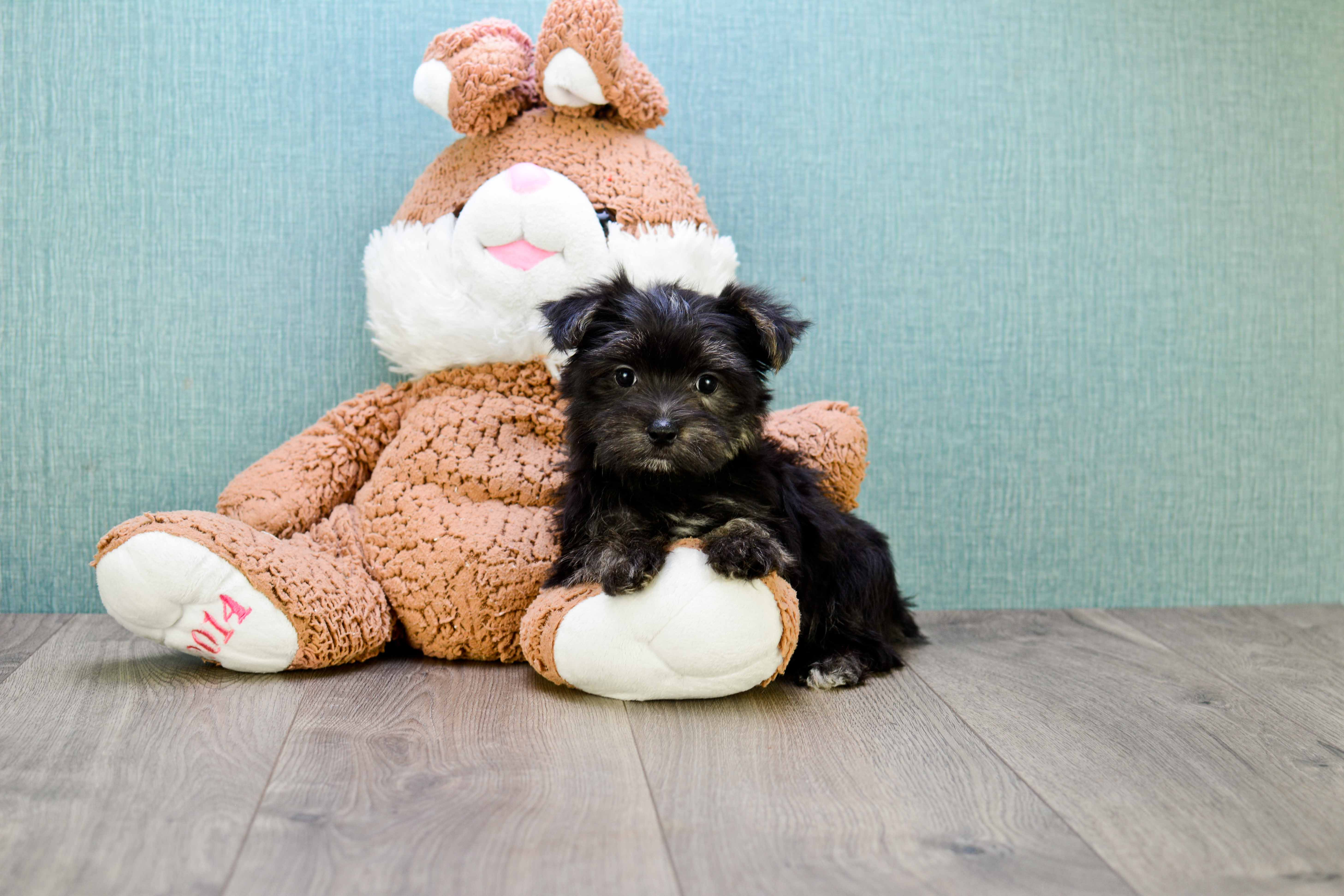 Morkie Puppy for Adoption