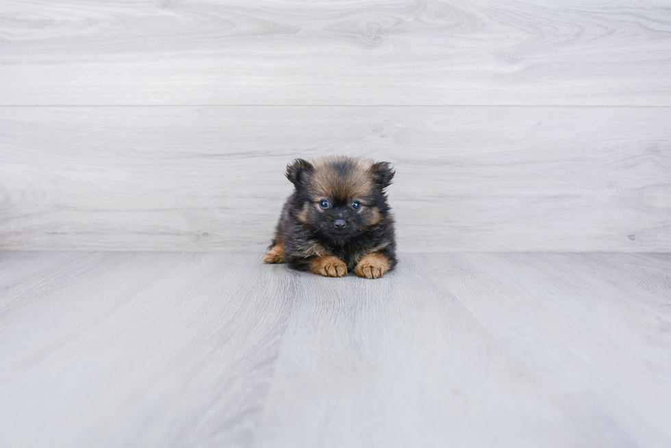 Pomeranian Puppy for Adoption