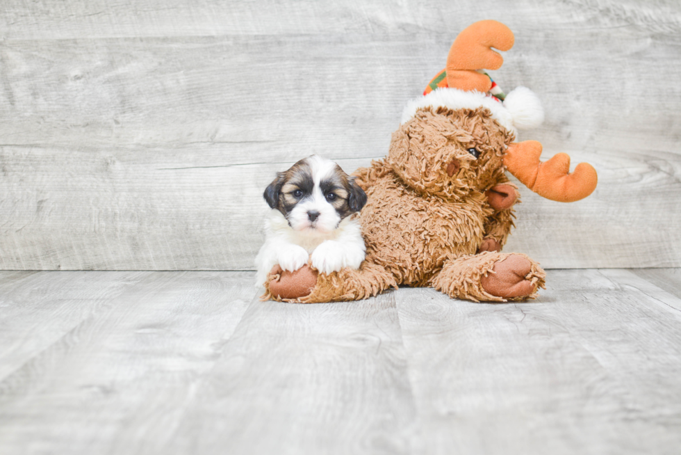 Teddy Bear Pup Being Cute