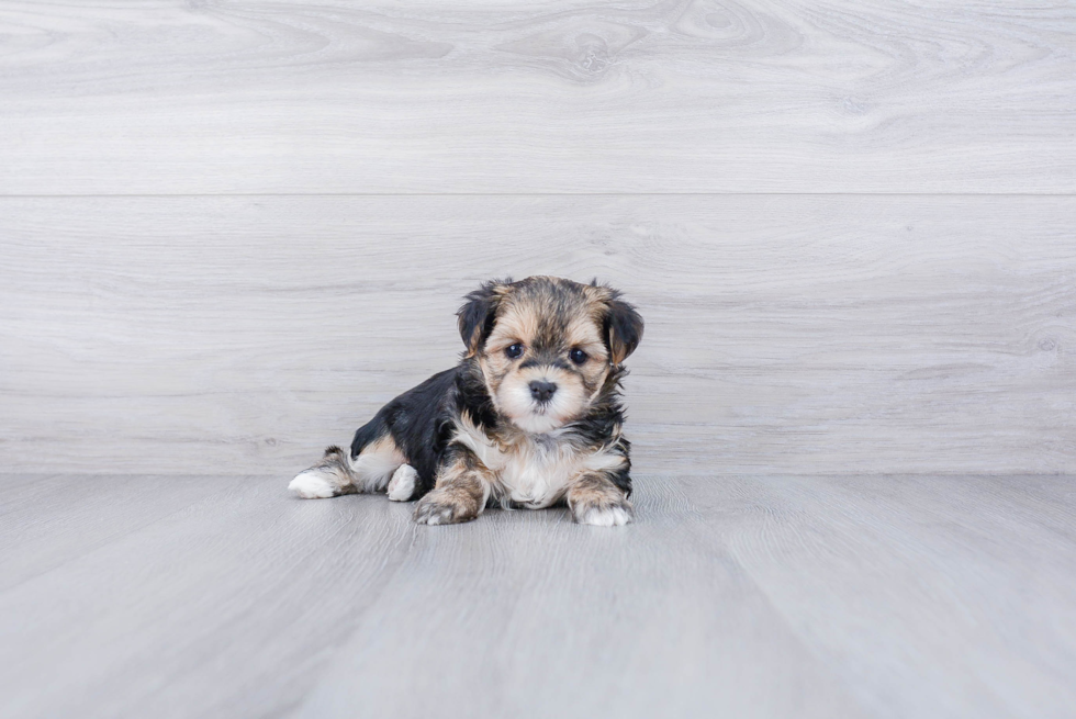 Hypoallergenic Yorkie Designer Puppy