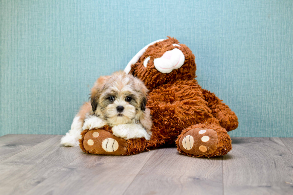 Teddy Bear Pup Being Cute