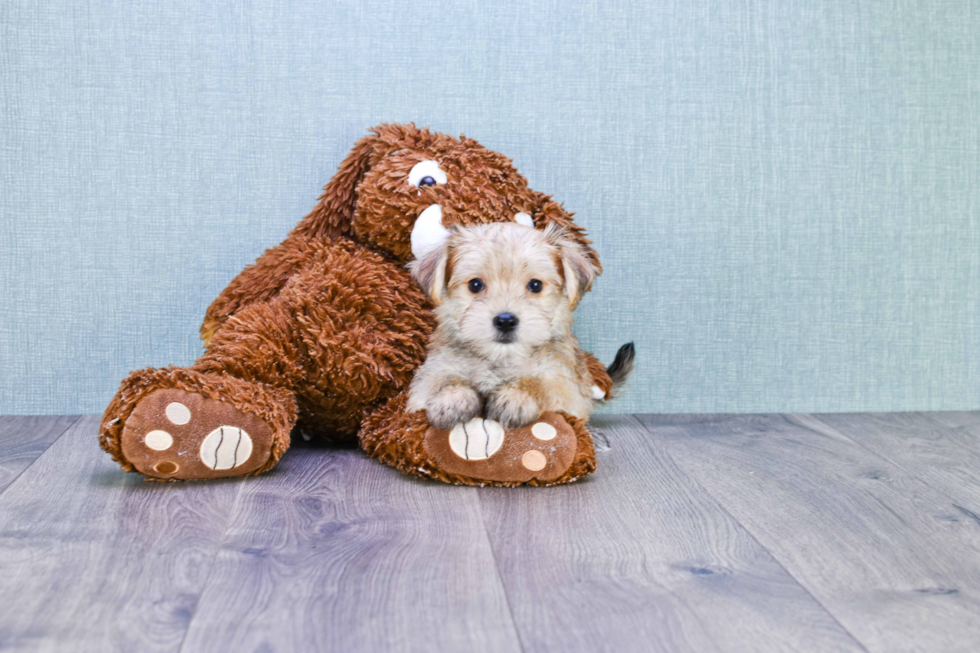 Morkie Pup Being Cute