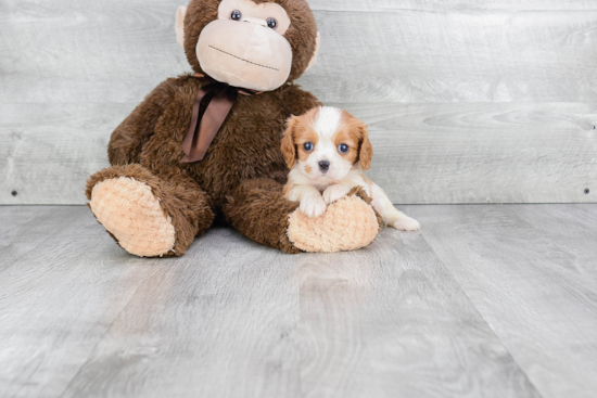 Popular Cavalier King Charles Spaniel Baby