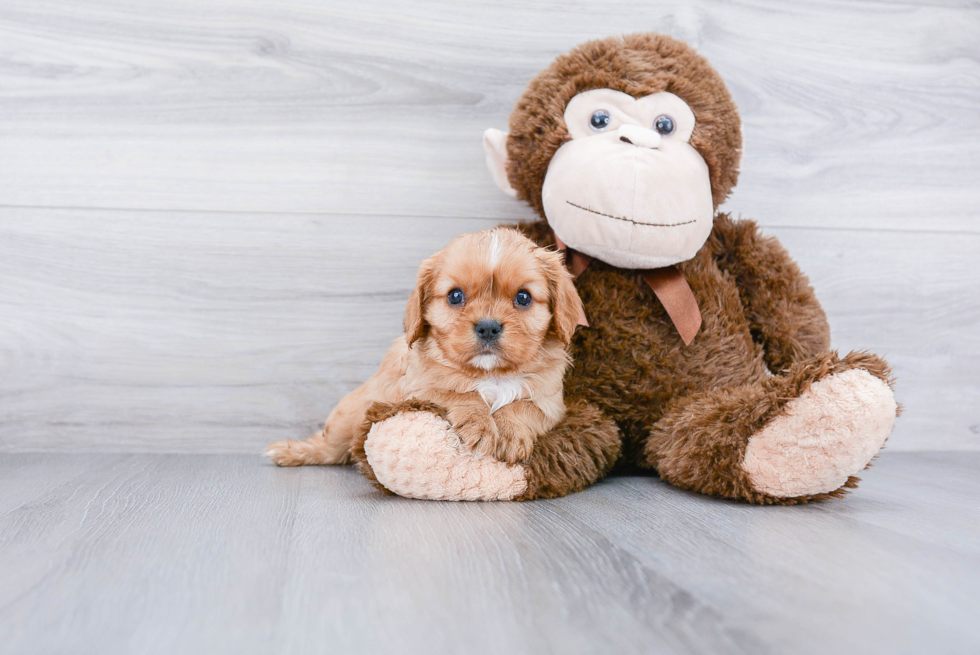 Smart Cavalier King Charles Spaniel Purebred Puppy