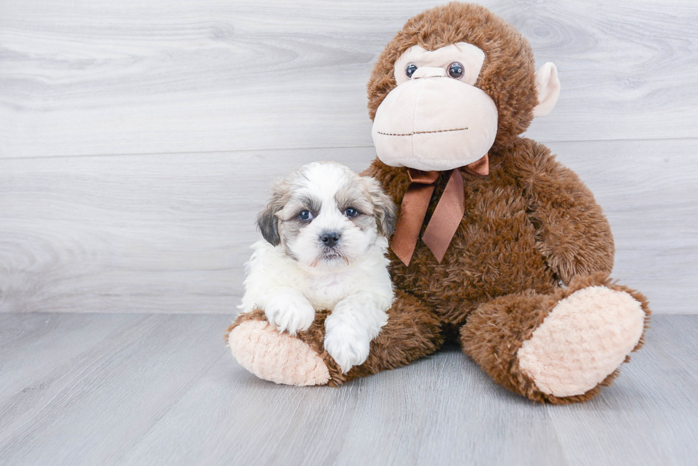 Petite Teddy Bear Designer Pup