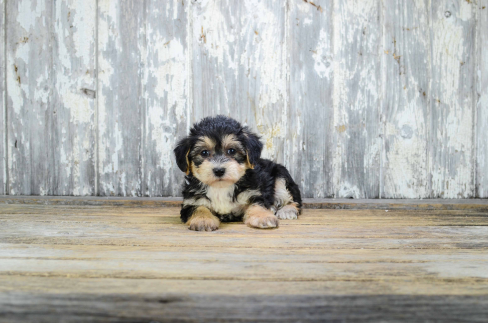 Sweet Morkie Baby