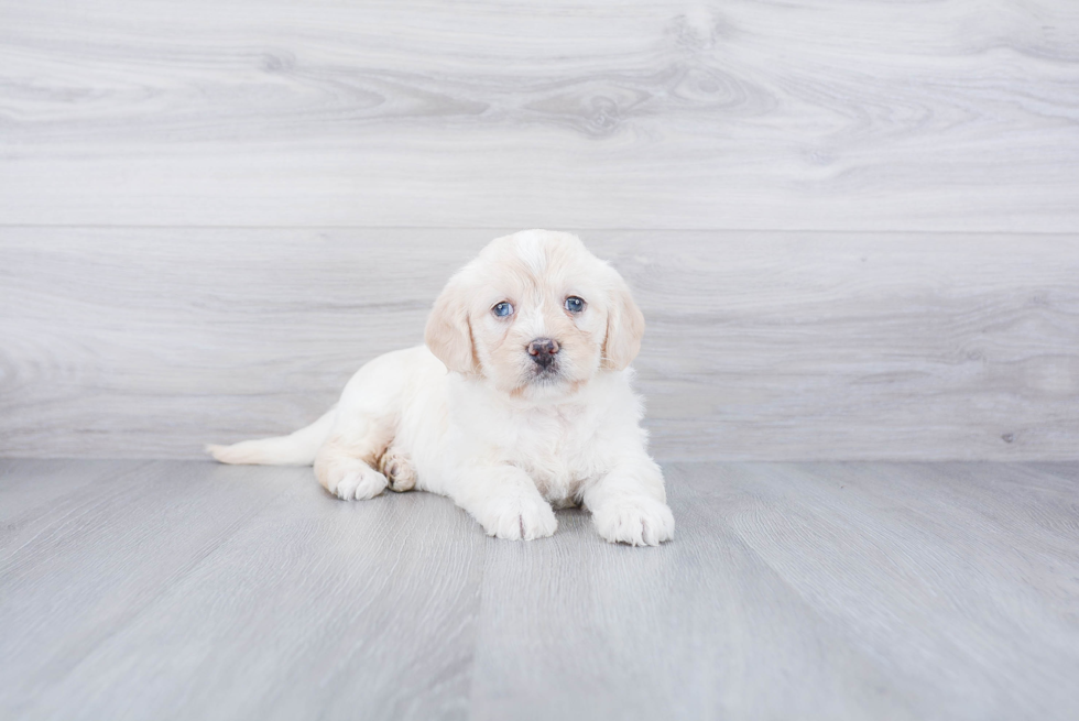 Sweet Mini Labradoodle Baby