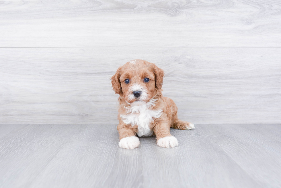 Fluffy Cavapoo Poodle Mix Pup