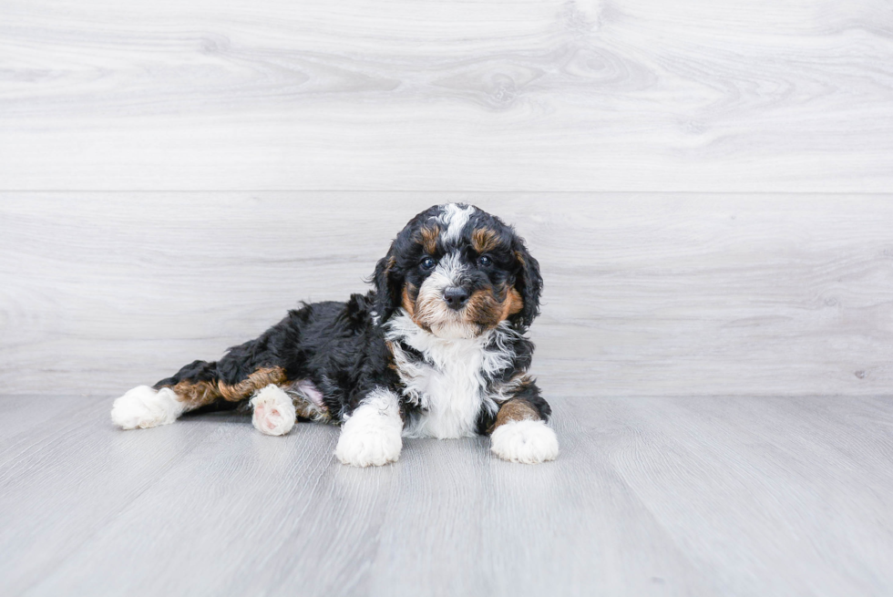 Energetic Bernadoodle Poodle Mix Puppy