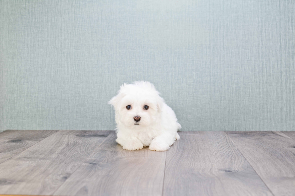 Maltese Puppy for Adoption