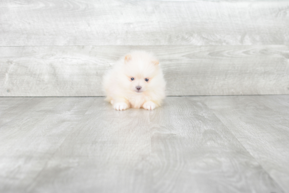 Pomeranian Puppy for Adoption