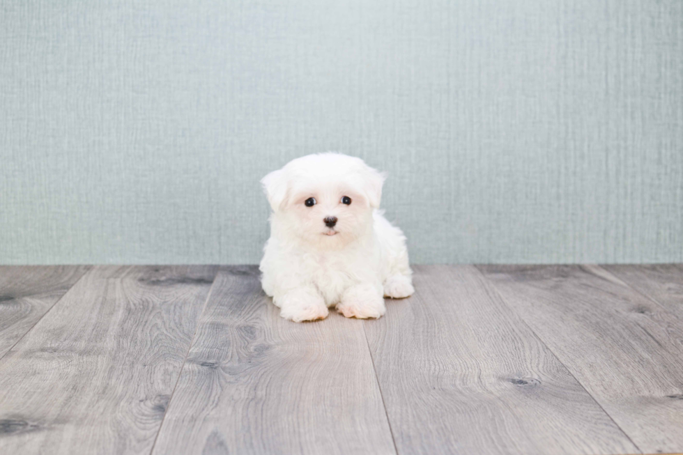 Petite Maltese Purebred Puppy