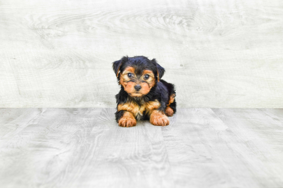 Meet Timmy - our Yorkshire Terrier Puppy Photo 