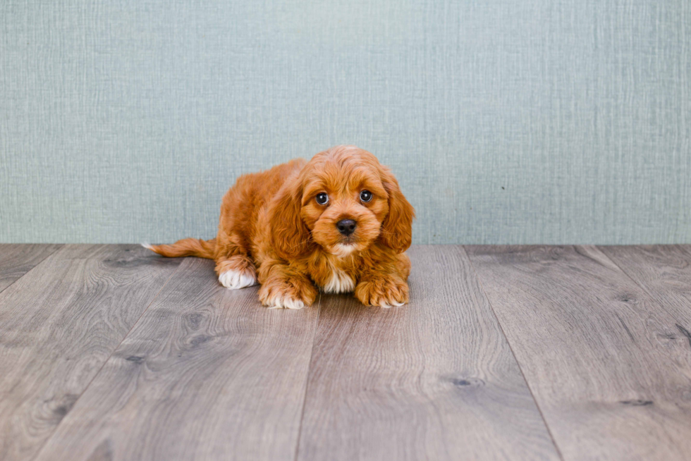 Playful Golden Retriever Poodle Mix Puppy