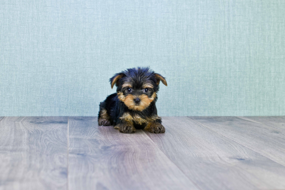 Meet Twinkle - our Yorkshire Terrier Puppy Photo 