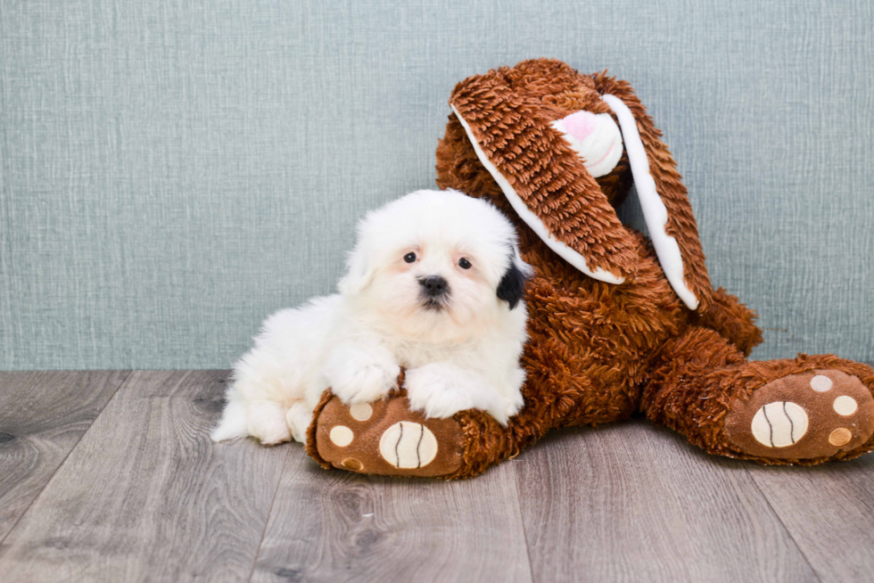 Fluffy Teddy Bear Designer Pup