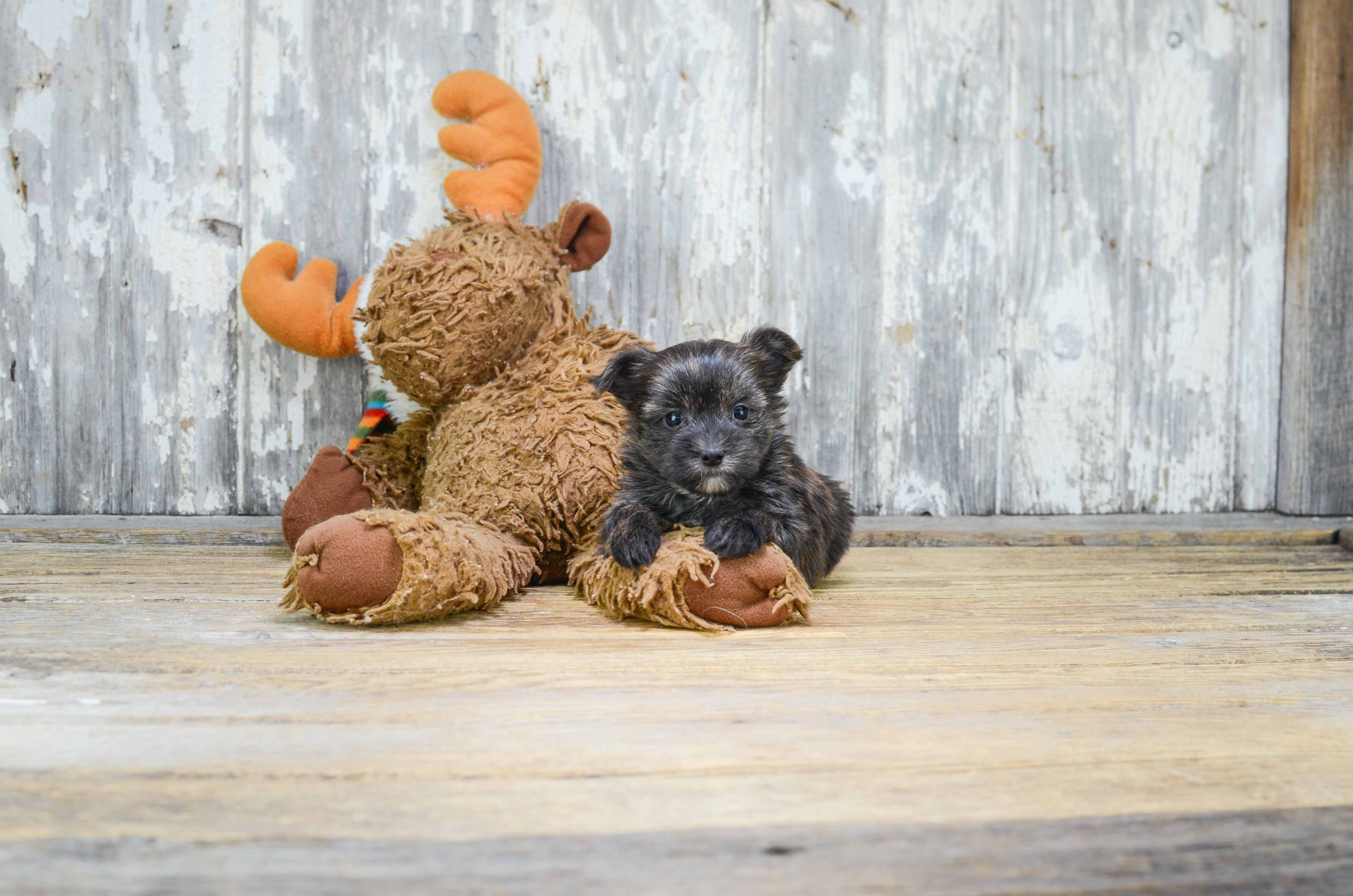 Fluffy Morkie Designer Pup
