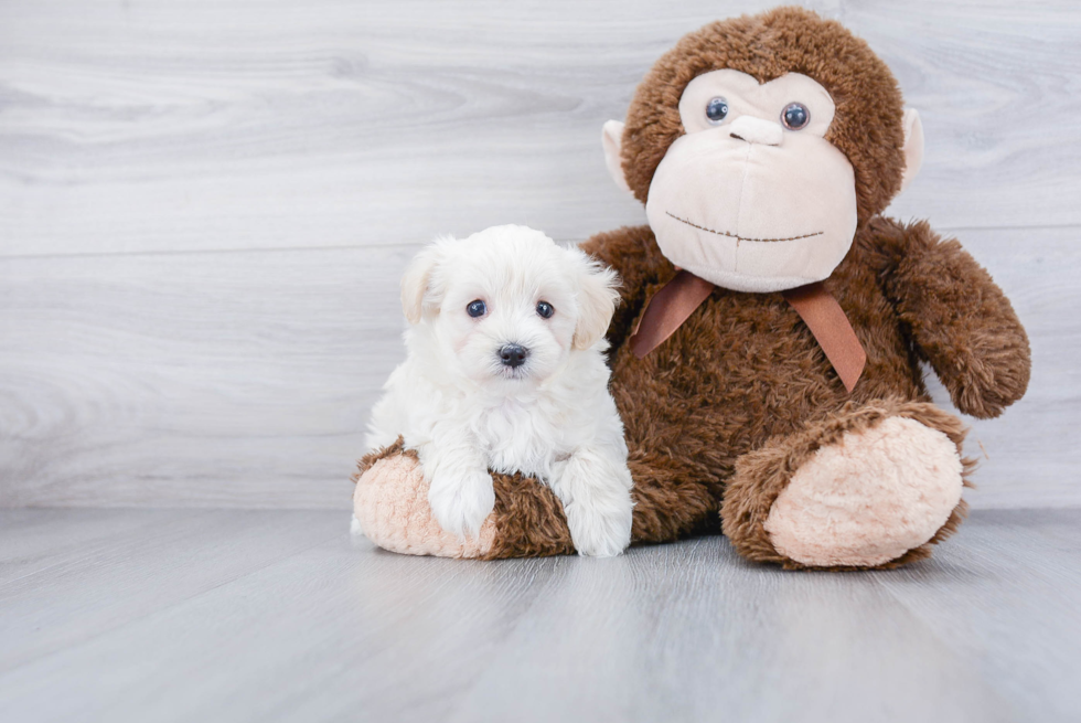 Cute Maltipoo Baby