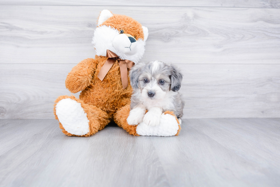 Small Mini Aussiedoodle Baby