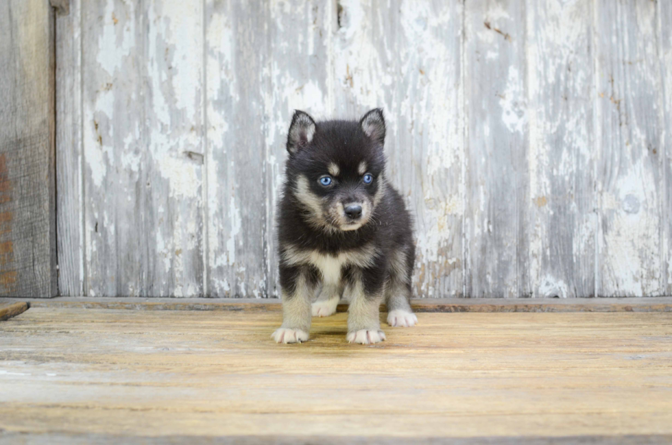 Fluffy Pomsky Designer Pup