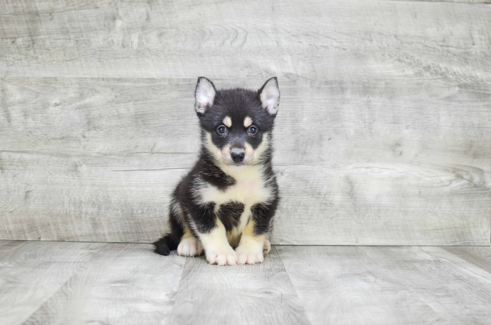 Hypoallergenic Mini Husky Designer Puppy