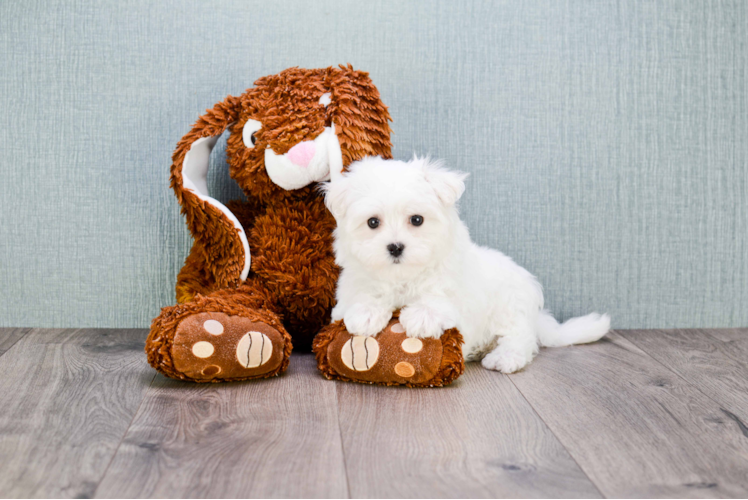 Akc Registered Maltese Baby