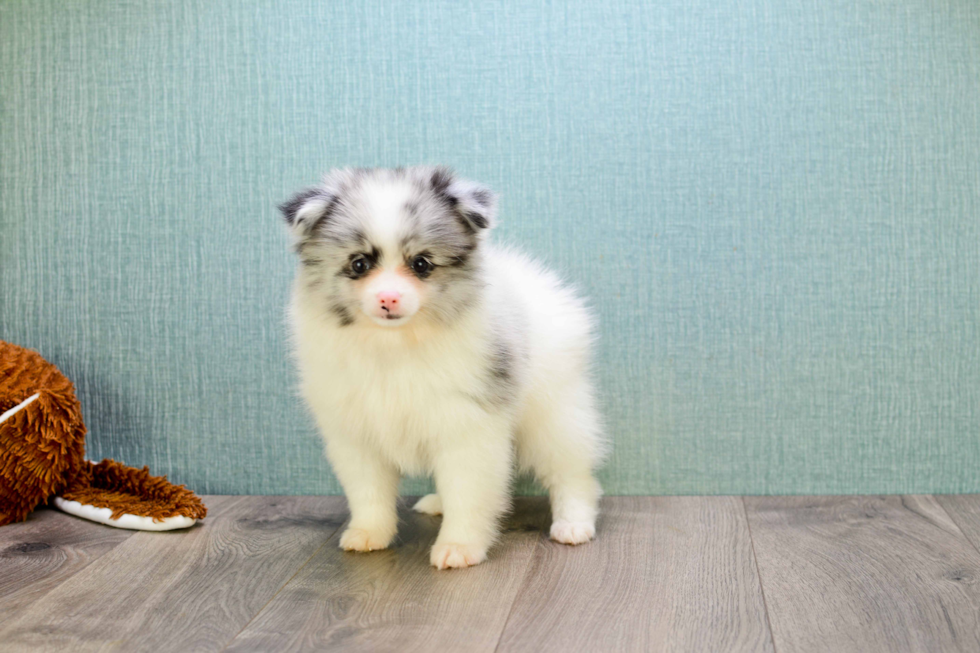 Pomeranian Puppy for Adoption