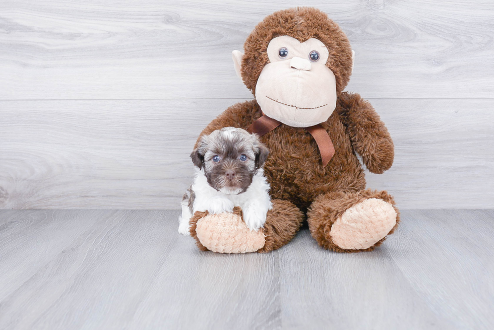 Adorable Havanese Purebred Puppy