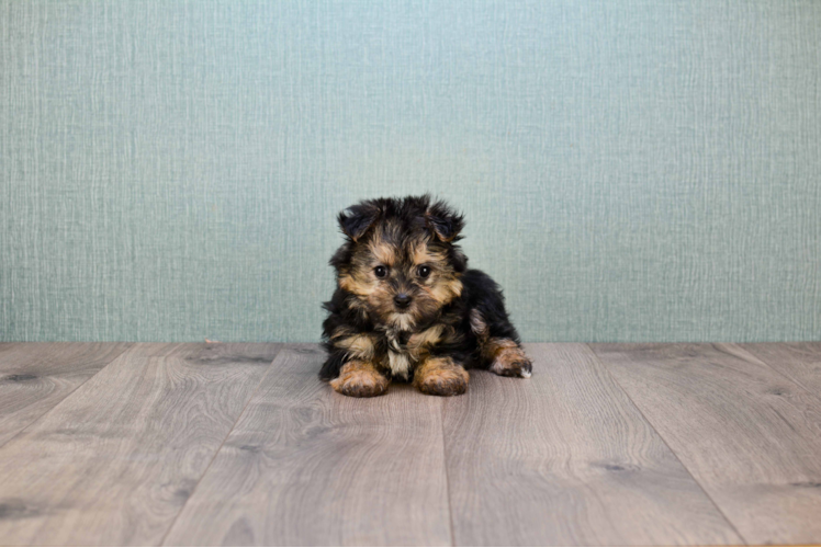 Small Morkie Baby