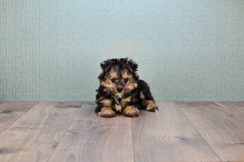 Small Morkie Baby