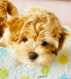 Cute Maltepoo Poodle Mix Pup