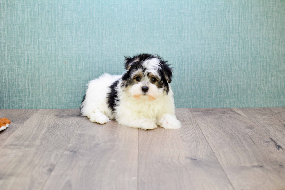 Havanese Puppy for Adoption