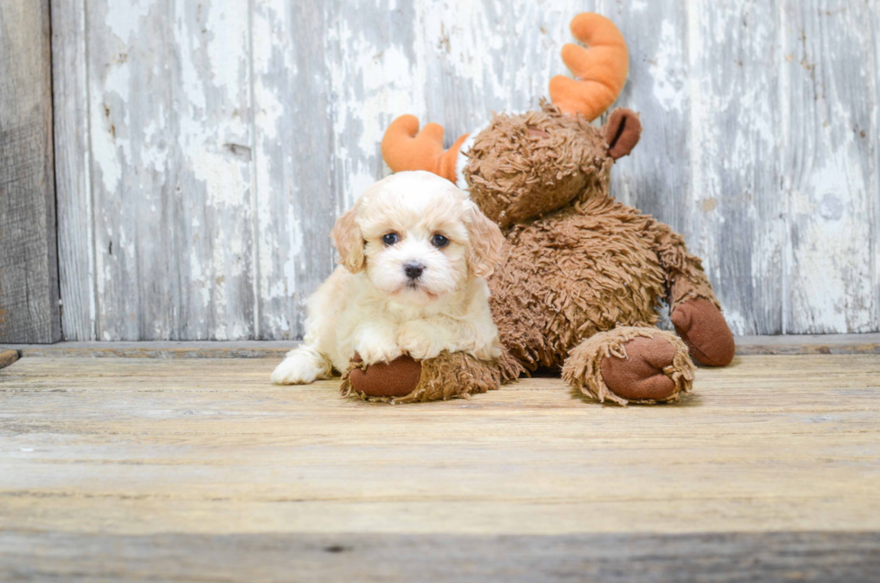 Popular Cavachon Designer Pup