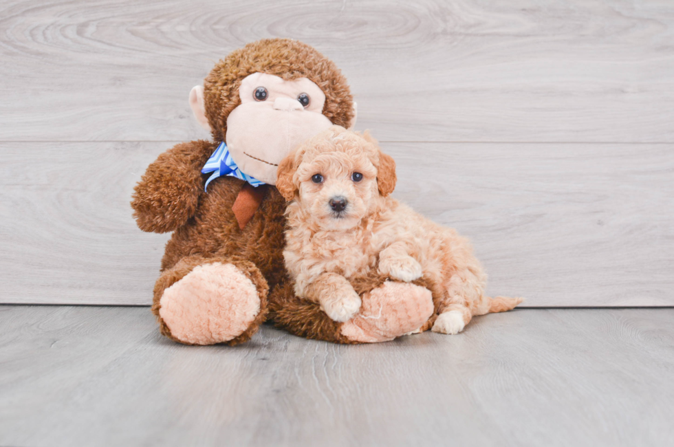 Mini Goldendoodle Pup Being Cute