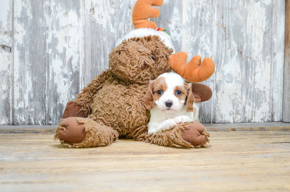 Energetic Cavoodle Poodle Mix Puppy