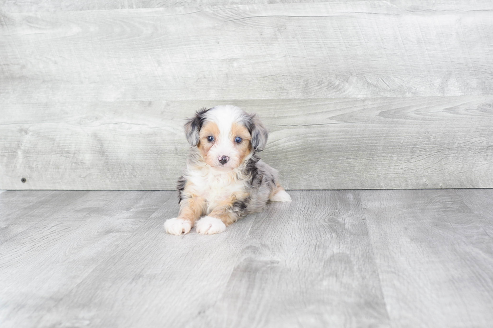 Mini Aussiedoodle Pup Being Cute