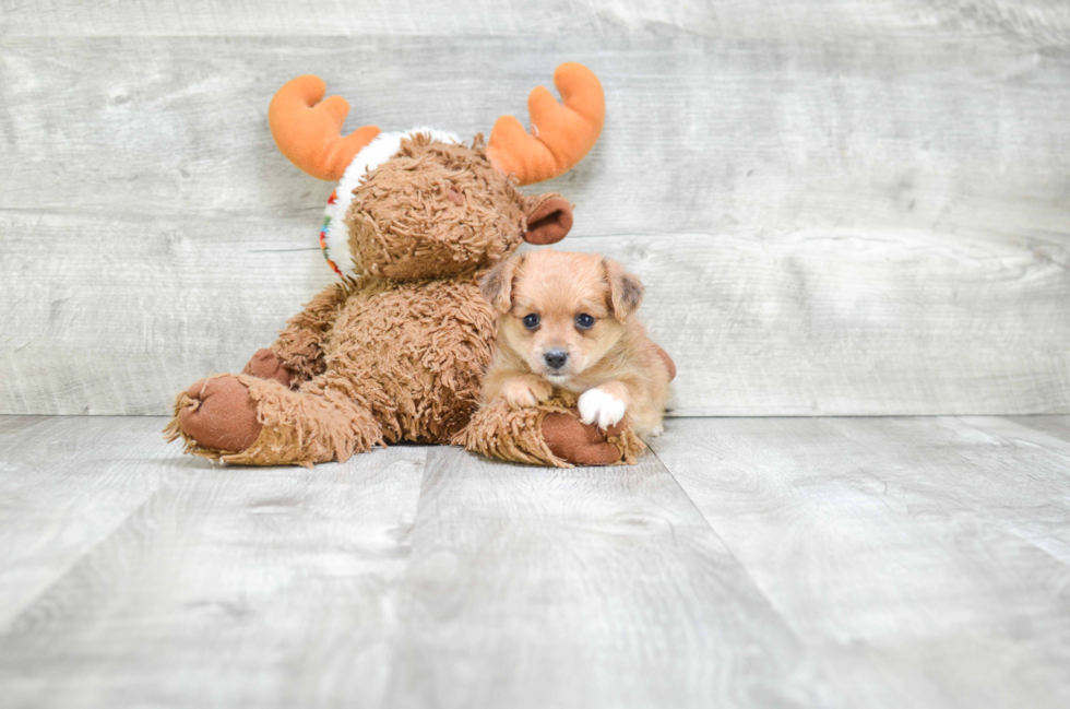 Fluffy Morkie Designer Pup