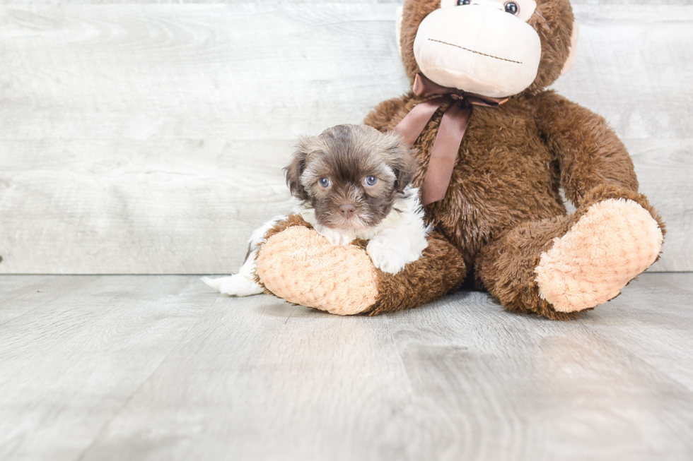 Playful Havanese Baby