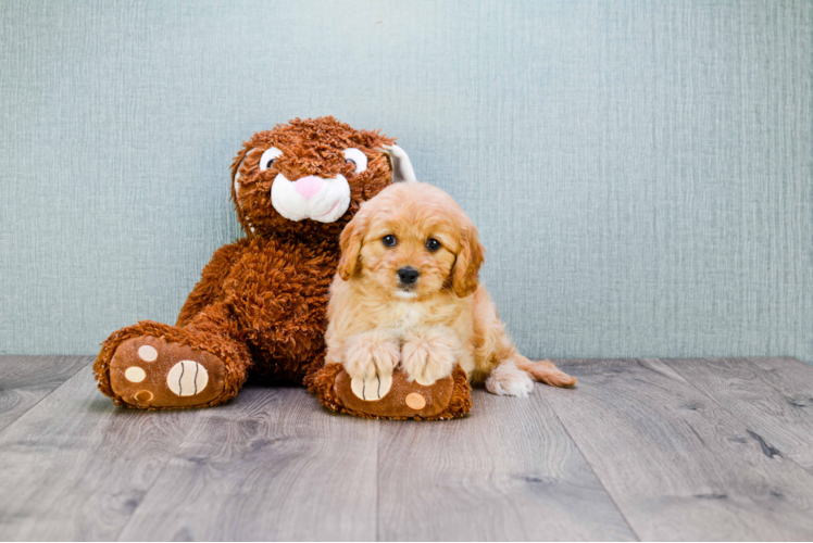 Cavapoo Pup Being Cute