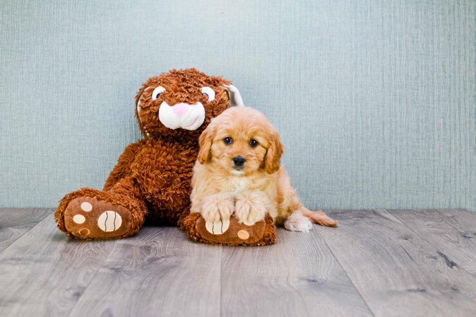 Cavapoo Pup Being Cute