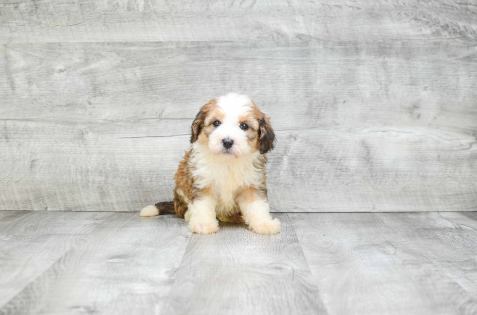 Mini Bernedoodle Pup Being Cute