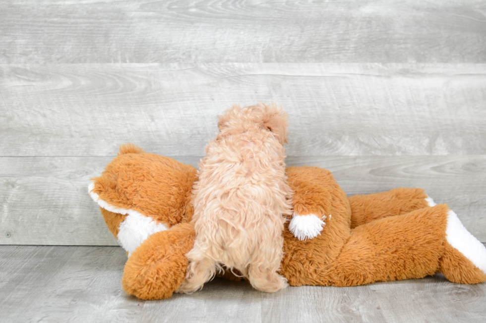 Fluffy Maltipoo Poodle Mix Pup