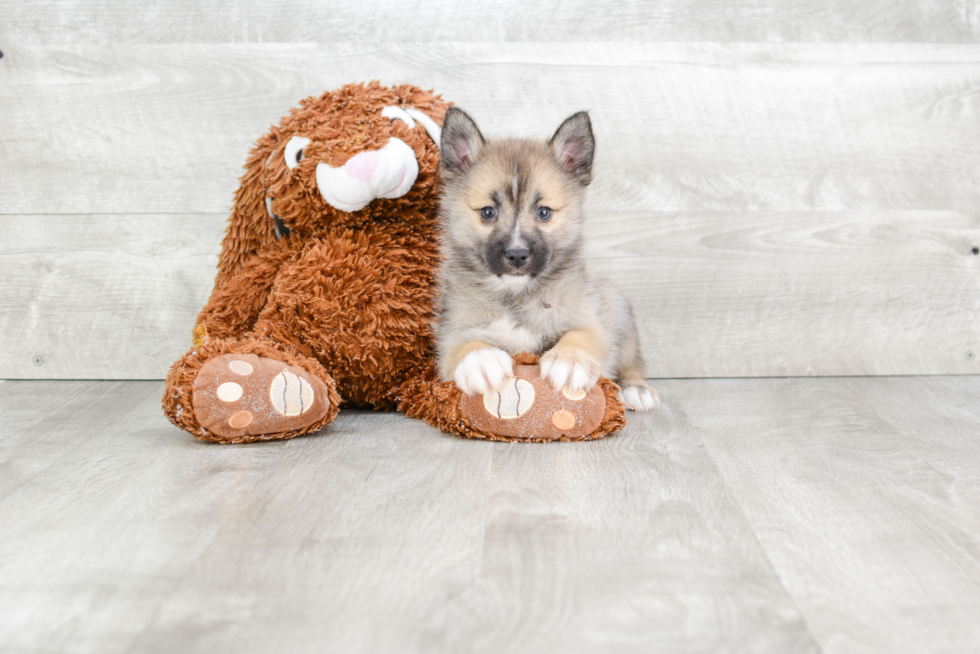 Happy Pomsky Baby