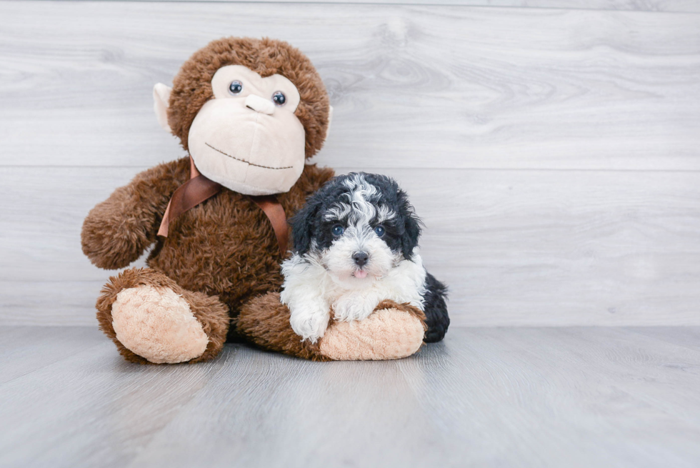 Hypoallergenic Havanese Purebred Pup