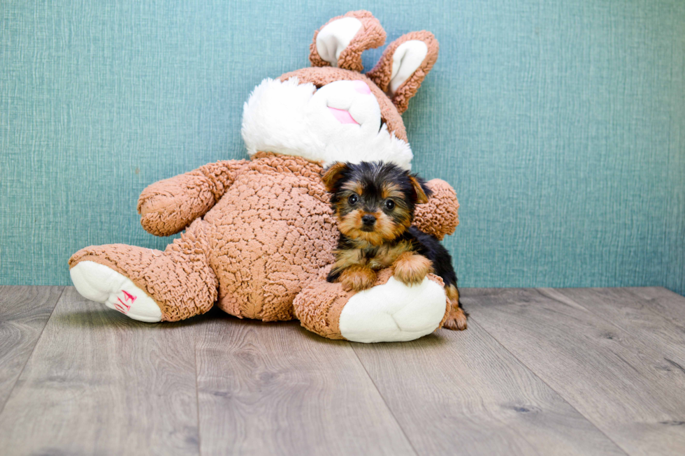 Meet Nugget - our Yorkshire Terrier Puppy Photo 